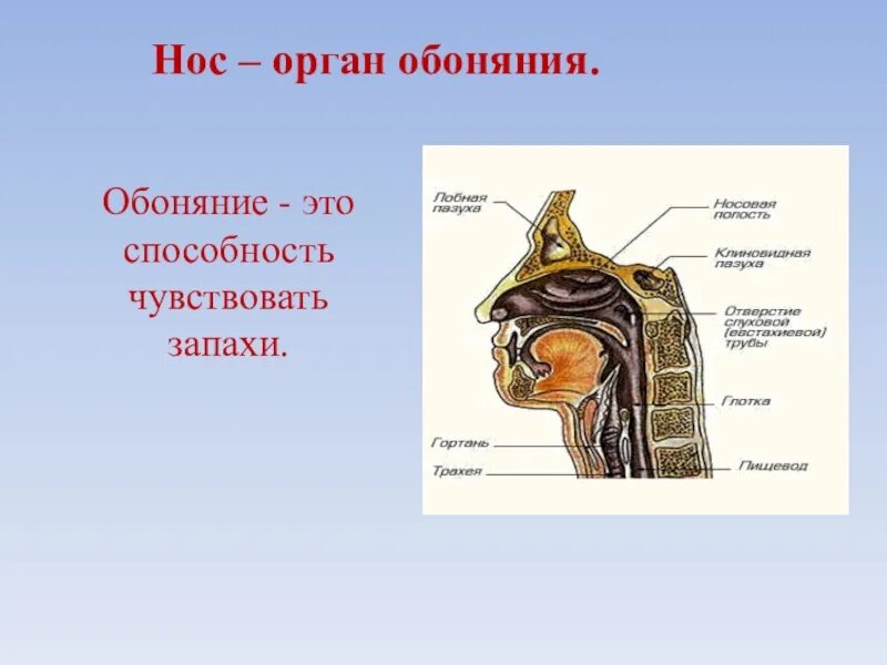 Обоняние информация. Нос орган. органы носа человека. органы чувств нос. органы чувств человека обоняние.