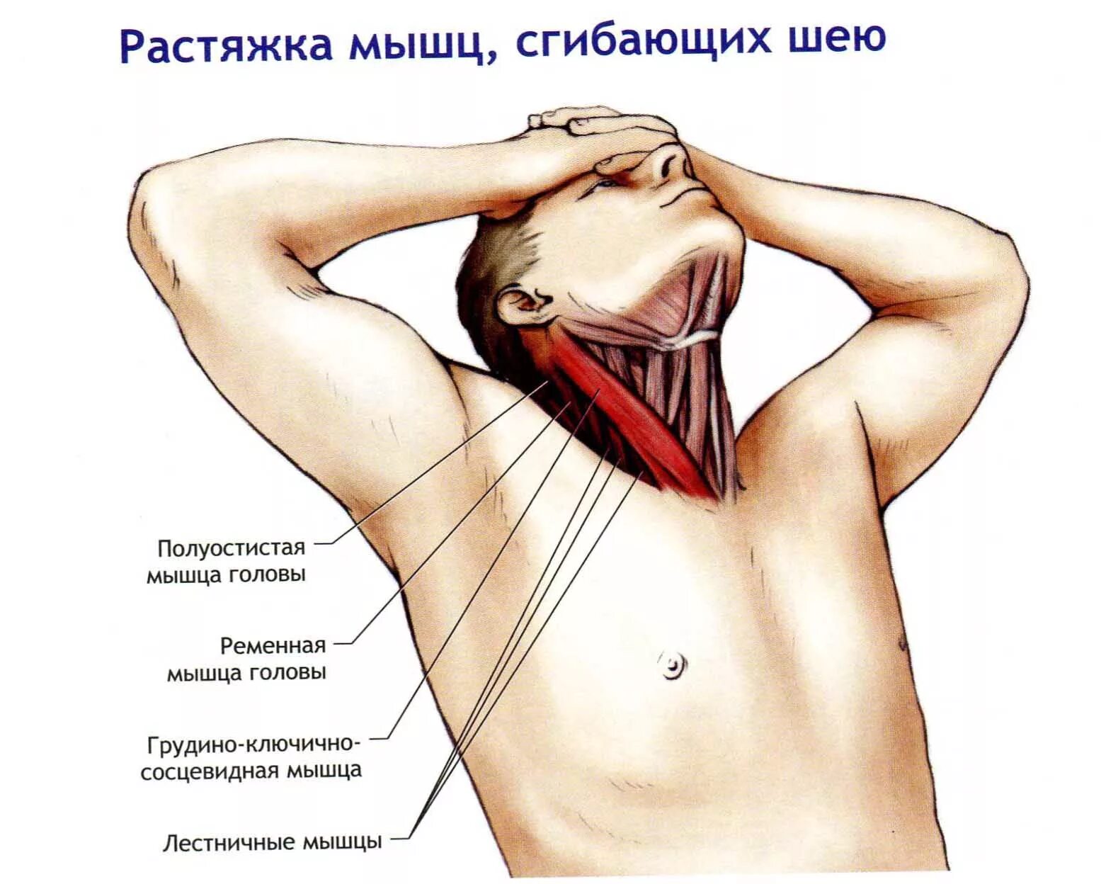 Что делать если сильно тянет. Грудино-ключично-сосцевидная мышца синергисты. Ременная мышца головы триггерные точки. Лестничная мышца и грудино ключично сосцевидная. Мышцы шеи.