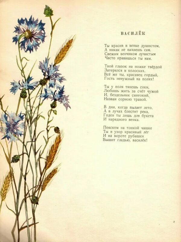 Василек стих. Эх васильки васильки. Васильки текст. Шагал васильки. Ой васильки васильки сколько вас.