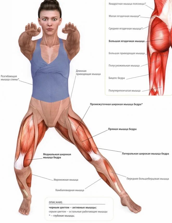Бедра женщины фото где находится. Строение мышц внутренней поверхности бедра. Мышцы внешние ротаторы бедра. Внутренняя широкая мышца бедра упражнения. Мышцы наружной стороны бедра.