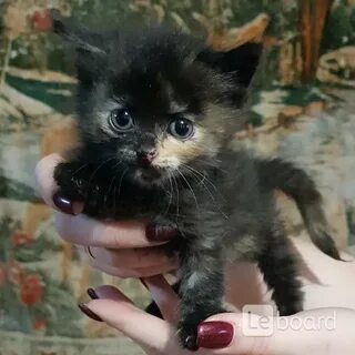 Котята в минске