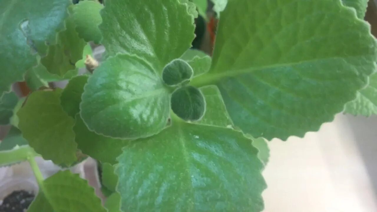 Плектрантус размножение. Плектрантус мятный. плектрантус лимонный. плектрантус дуболистный. плектрантус комнатная мята.