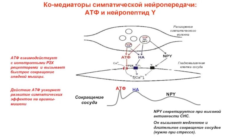 Иннервация гладкой мышцы. Теория сокращения гладкой мышцы. Механизм сокращения гладких мышц. Медиаторы и нейропептиды. Сокращение гладких мышц физиология.