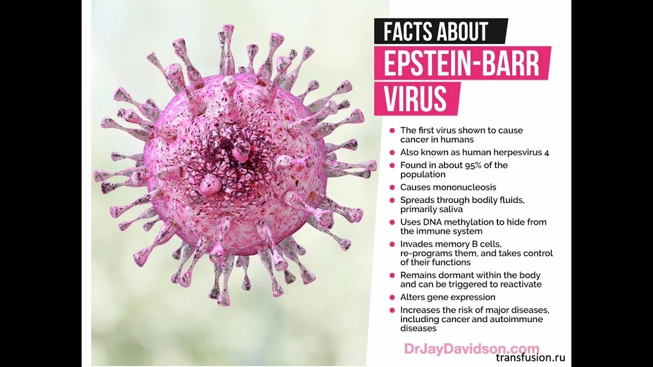 Epstein barr virus ebna. Строение вируса Эпштейна-Барр.