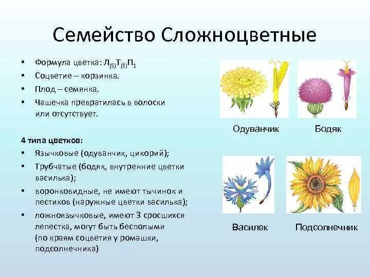 Подсолнечник вид соцветия. Сложноцветные язычковые формула. Семейство Сложноцветные формула цветка. Формула цветка сложноцветных растений. Семянка сложноцветных.