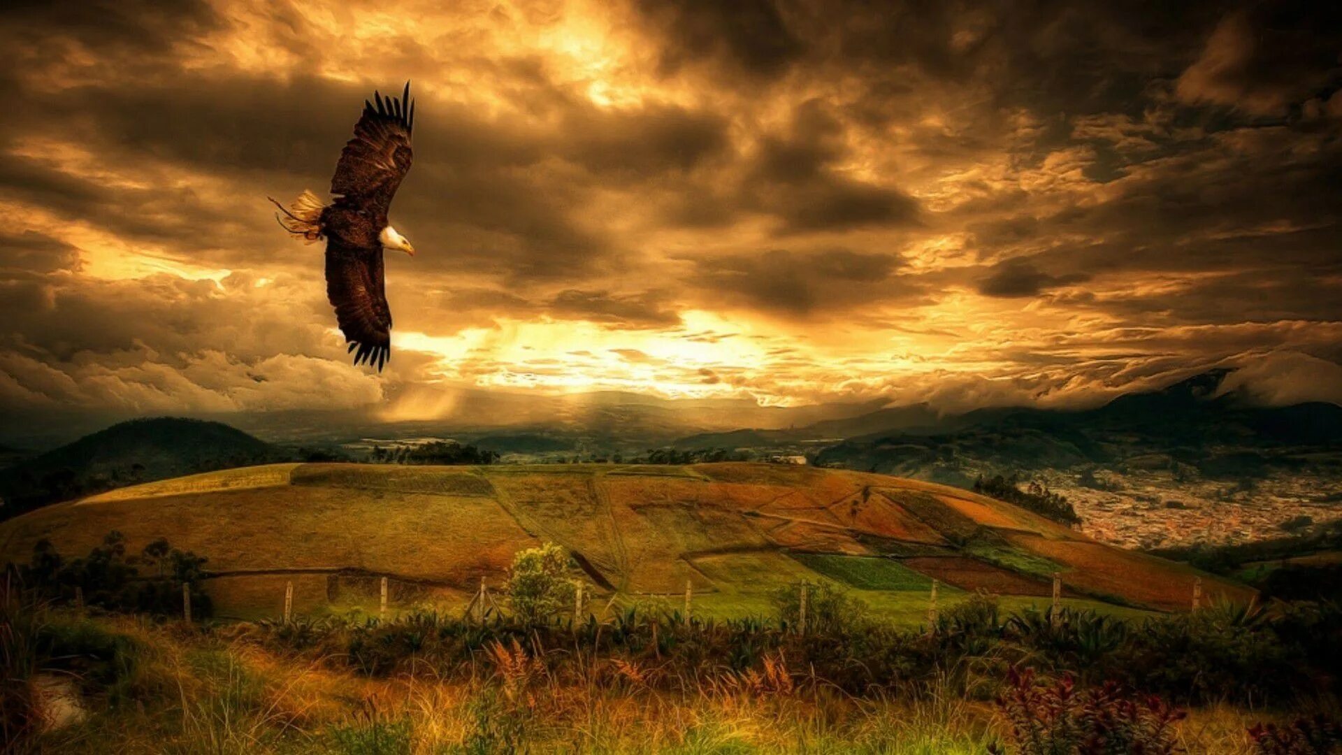 Орел в небе. Парящий Орел. Пейзажи с орлами. Орел над степью.