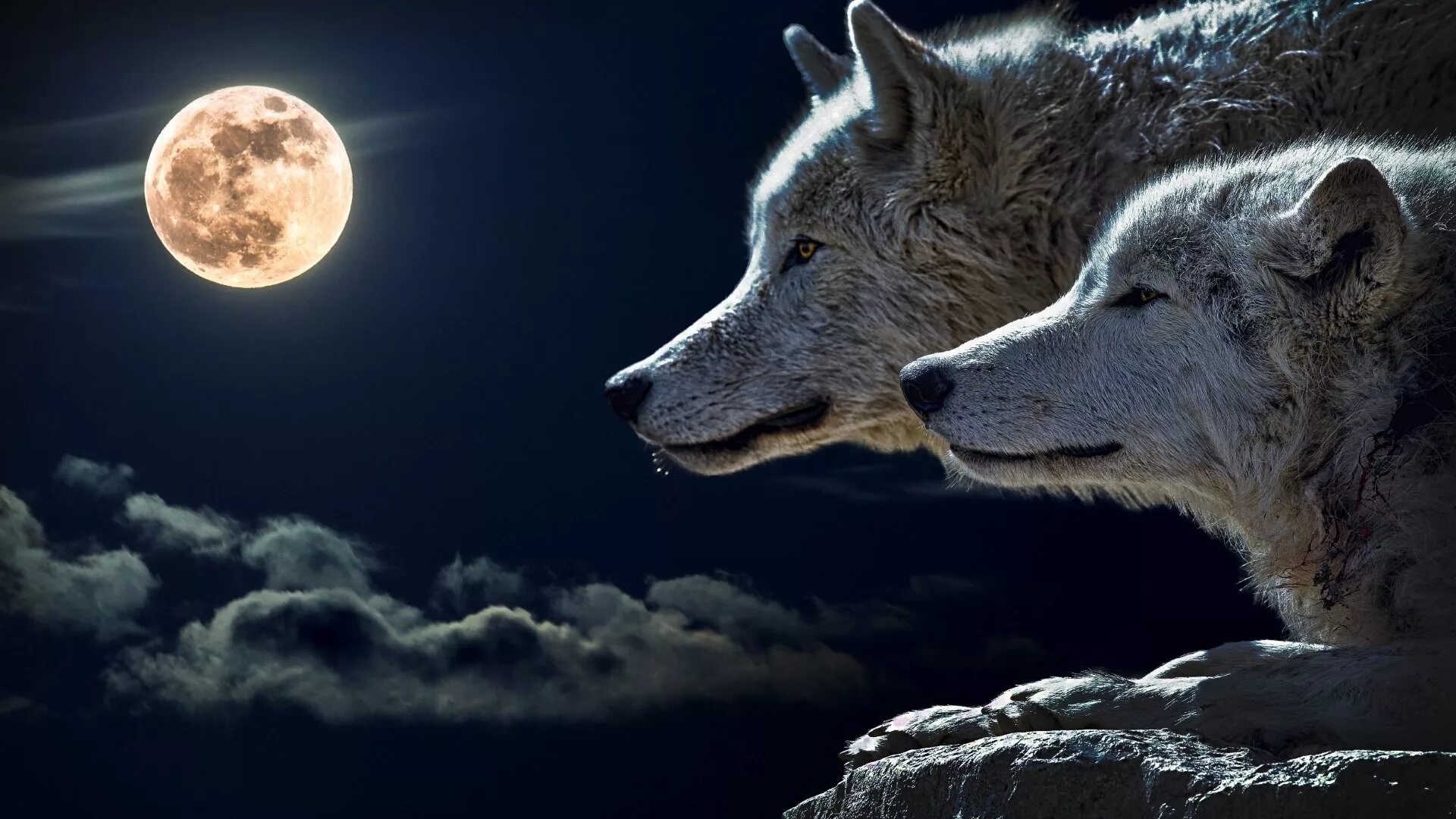 Одинокая волчица ночью. Волк и волчица. Красивый волк. Волк и Луна. Изображение волка.