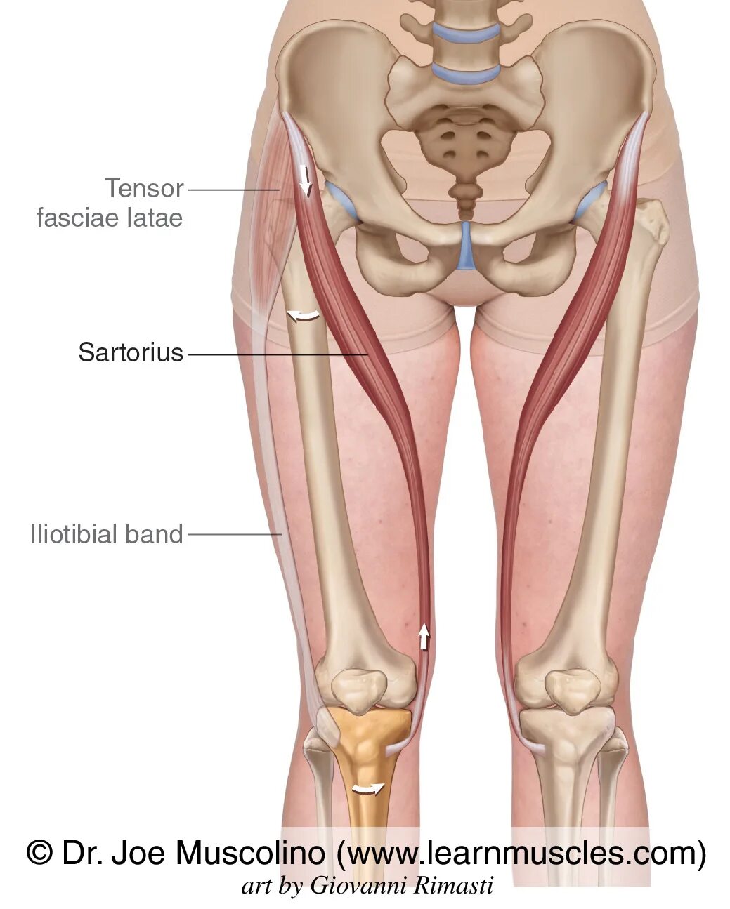 M tensor fasciae. Tensor fasciae latae. fasciae latae анатомия. tensor fasciae latae мышца. musculus tensor fasciae latae.
