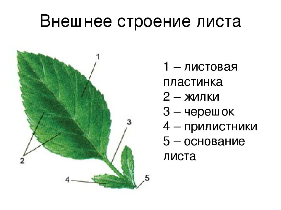 Ф точка лист. Листовая пластинка 2 – черешок 3 – жилка. Основание черешок листовая пластинка у листа. Прилистник черешок основание листа. Листовая пластинка черешок прилистники основание.