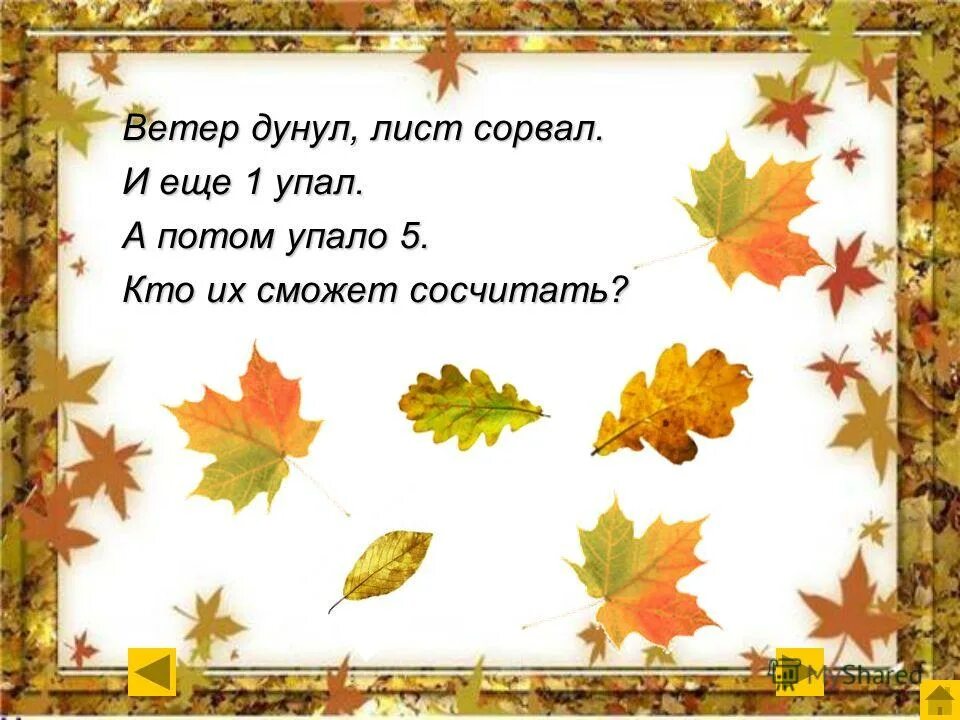 берёза листья. дождливая осень. осенний листок. осенние листья на асфальте. падающие листья.