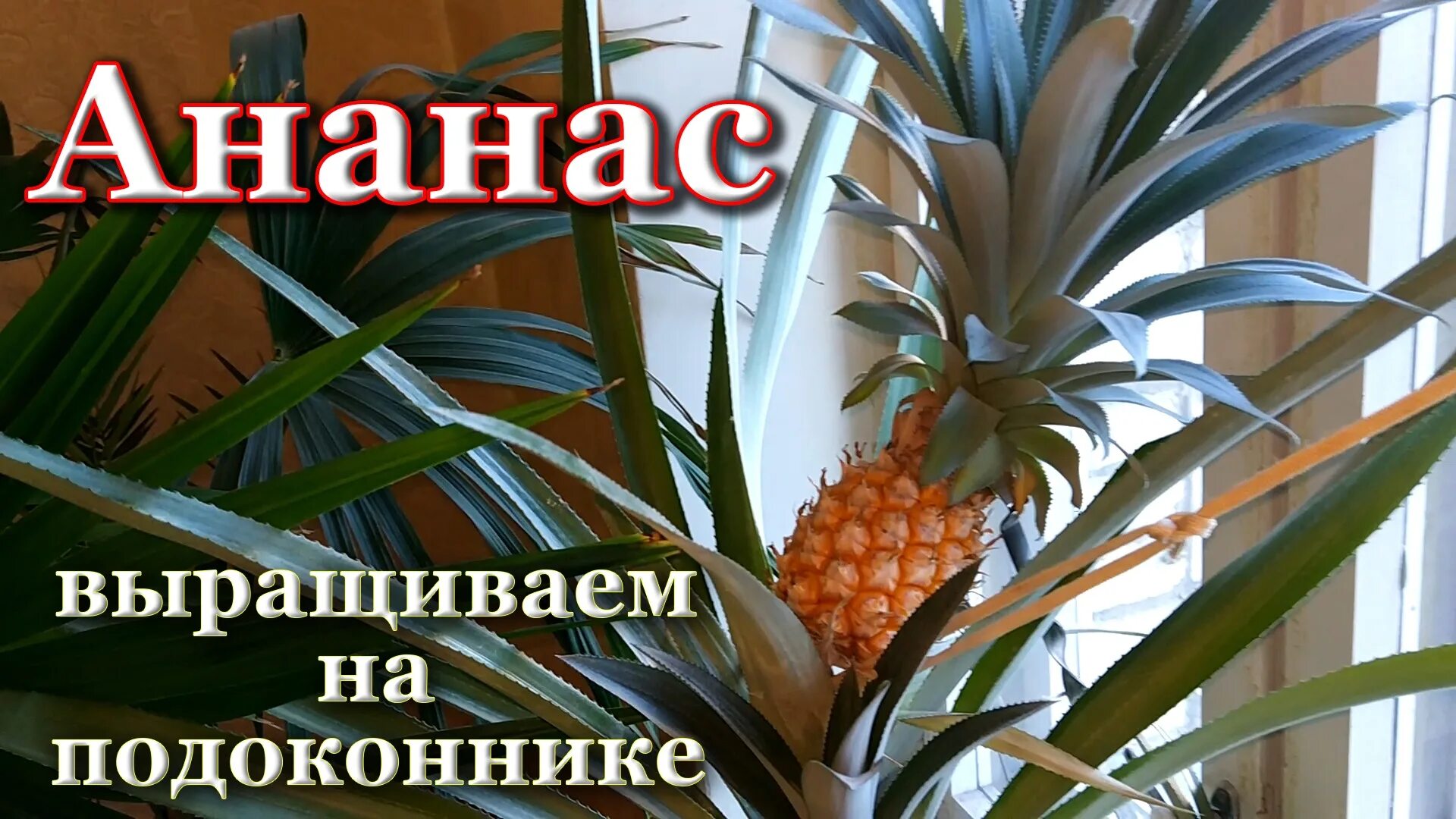 Сколько плодоносит ананас. Ананасы комнатные в домашних условиях когда начинают цвести фото.