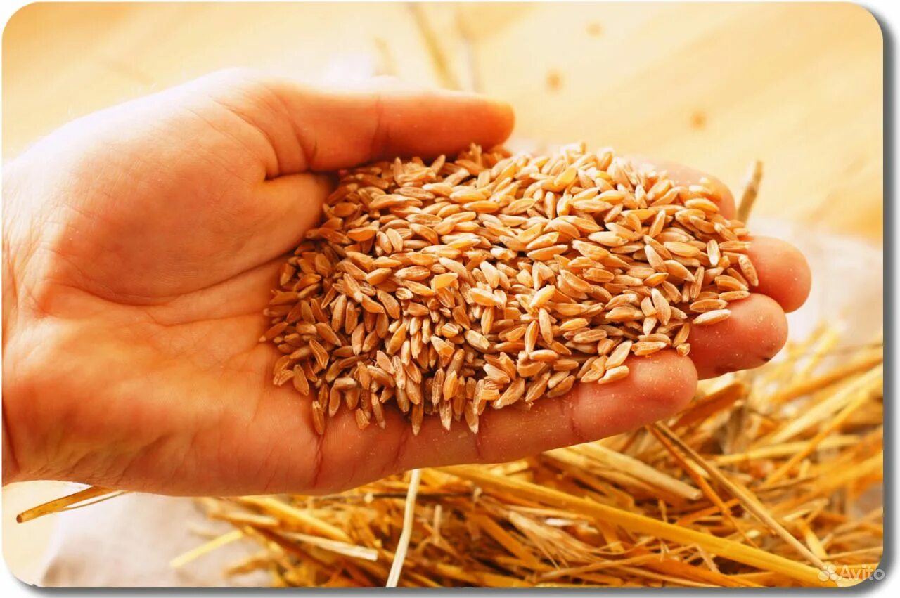 полба зерно, 500г. пророщенная полба. спельта пророщенная. солод из полбы. пророщенная полба.