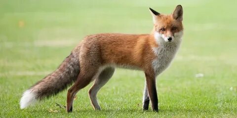 Fuchs ll