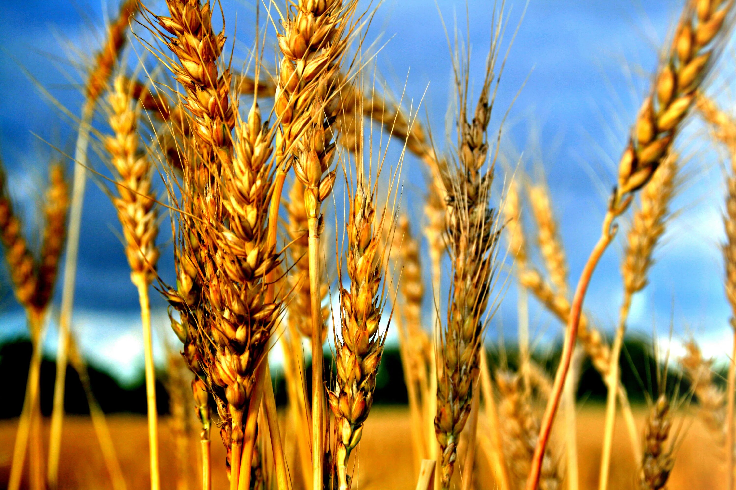 Рожь это зерновая культура. Альбидум пшеница. Сельскохозяйственные растения.