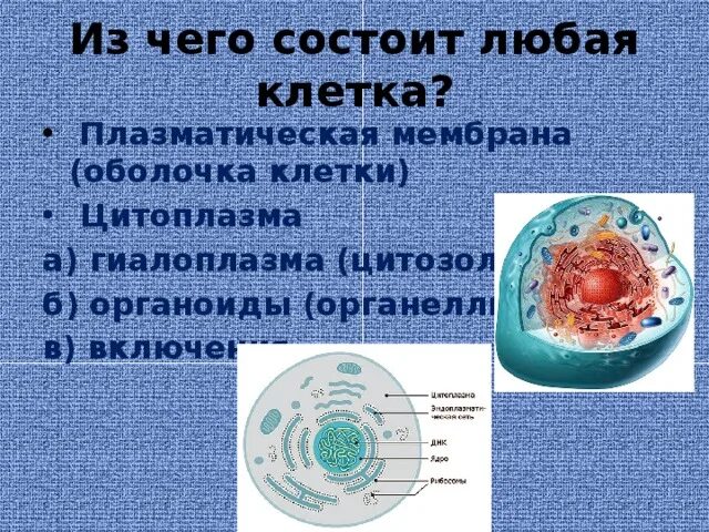 Из чего состоит любая клетка. Цитоплазма клетки ЕГЭ. Органоиды клетки ЕГЭ. Органоиды и включения клетки. Из чего состоит любая игра