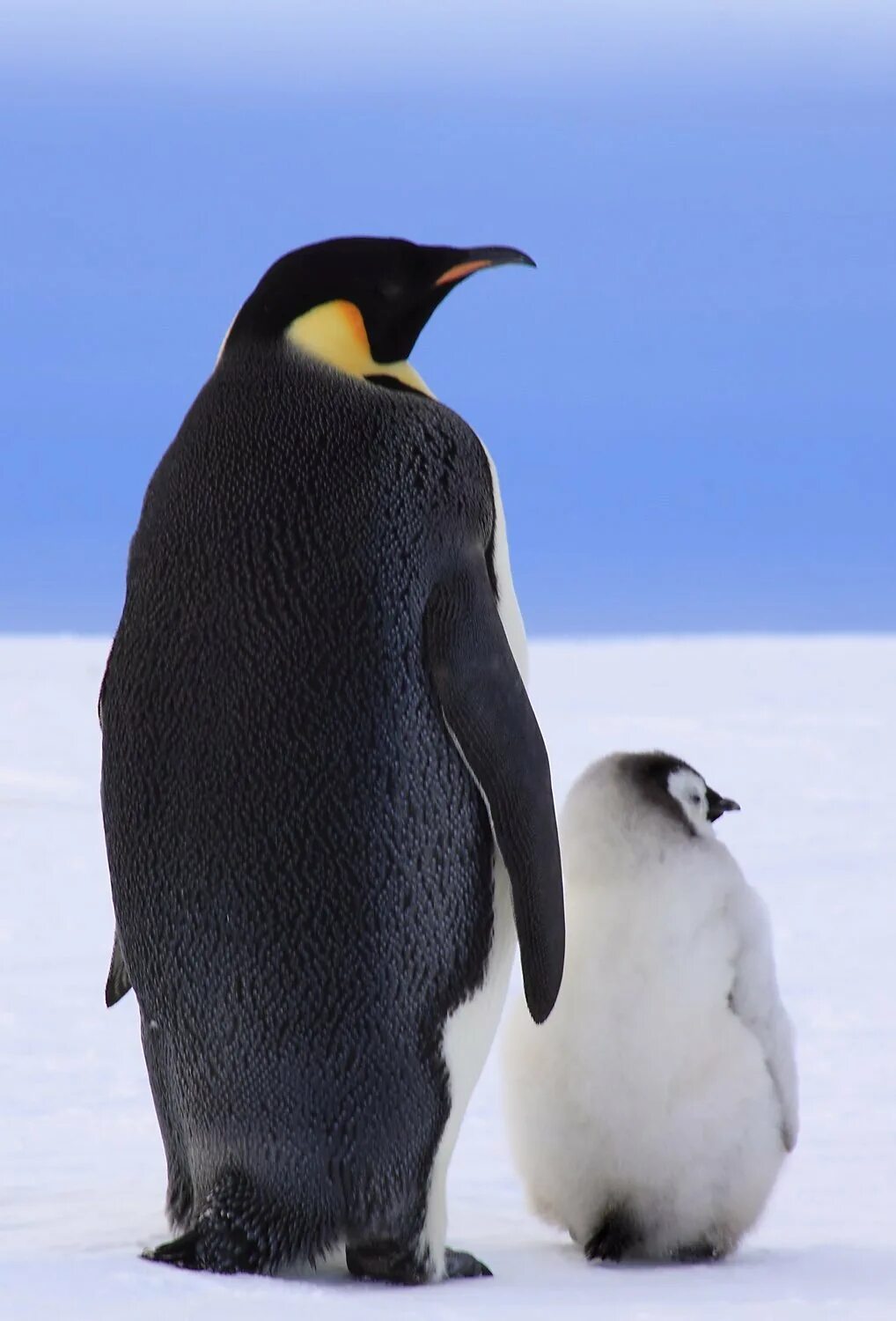 Emperor penguin. Императорский Пингвин в Антарктиде. Птенец Императорского пингвина. Императорский Пингвин и Королевский Пингвин. Пингвины Королевские Императорские.