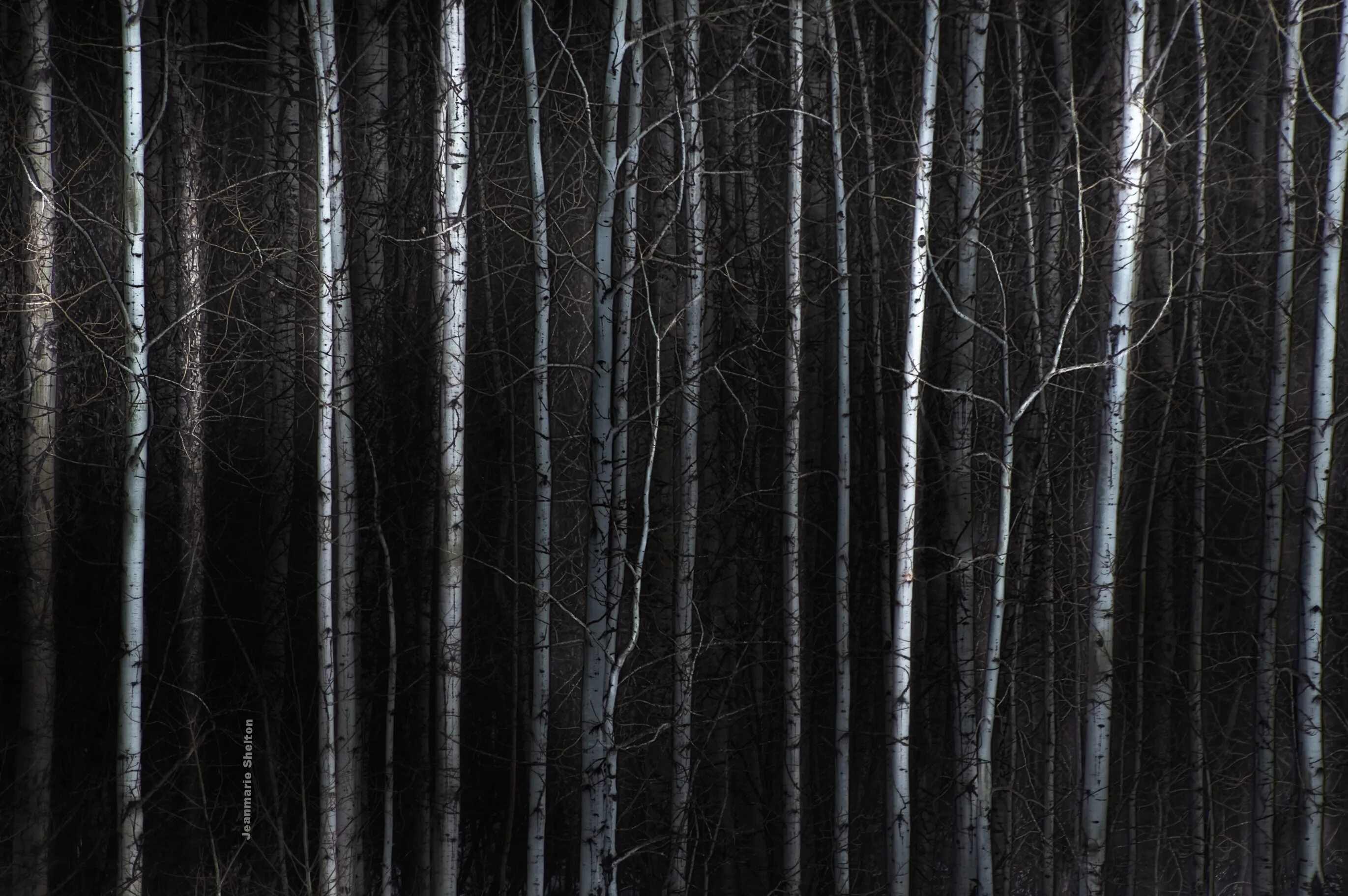 Самый черный лес. Фон темное дерево. Черный лес. Черное дерево. Стволы деревьев в темном лесу.