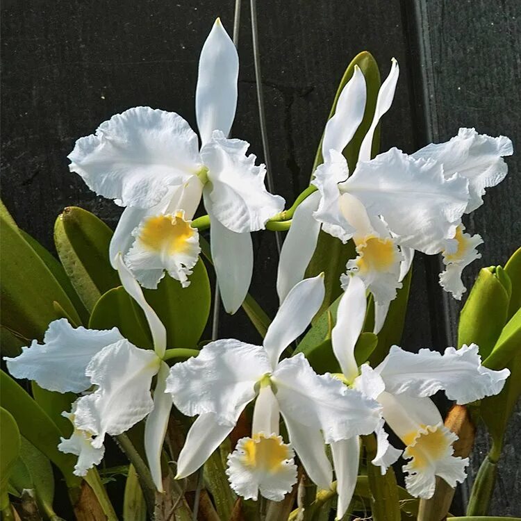 Cattleya lueddemanniana Alba. Каттлея Мосси. Орхидея Каттлея.