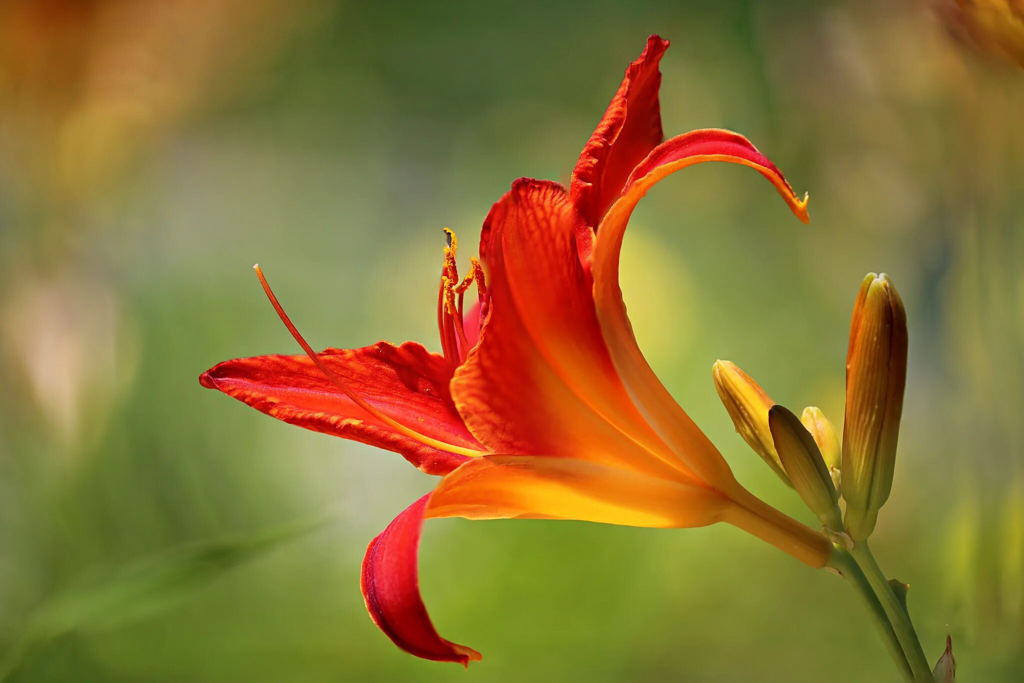 Лилия красно оранжевая. Лилии Макросъемка. Лилия Варда цветок. Оранжевые лилии. Красивые цветы Макросъемка.