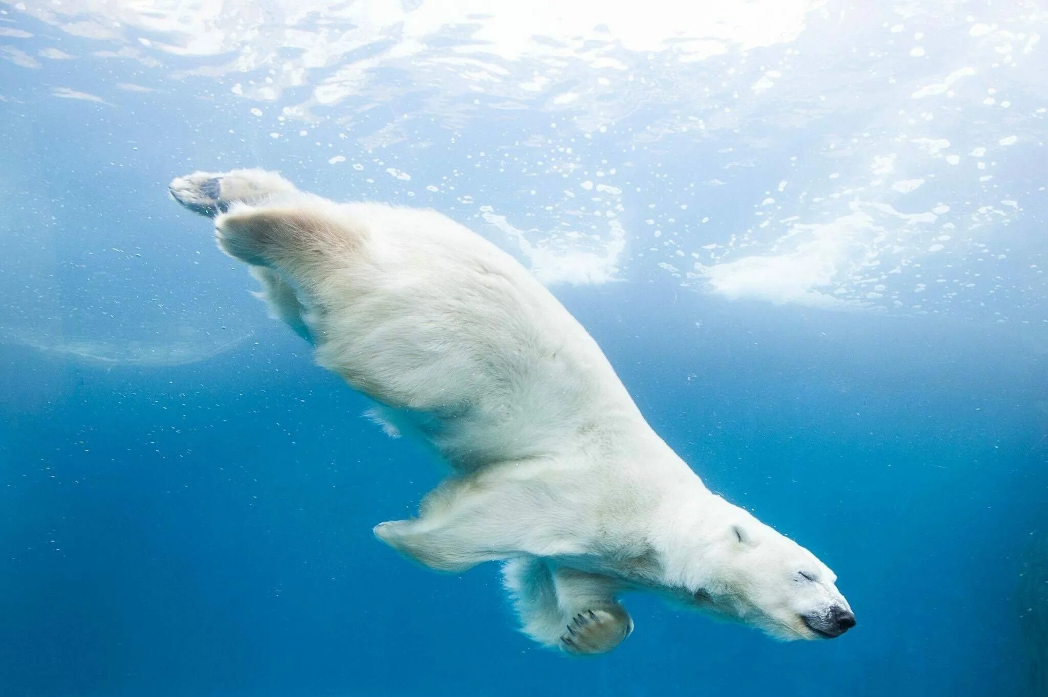 Белый медведь. Белый медведь ныряет. Белый медведь в воде. Белый медведь плавает. Белый медведь бег