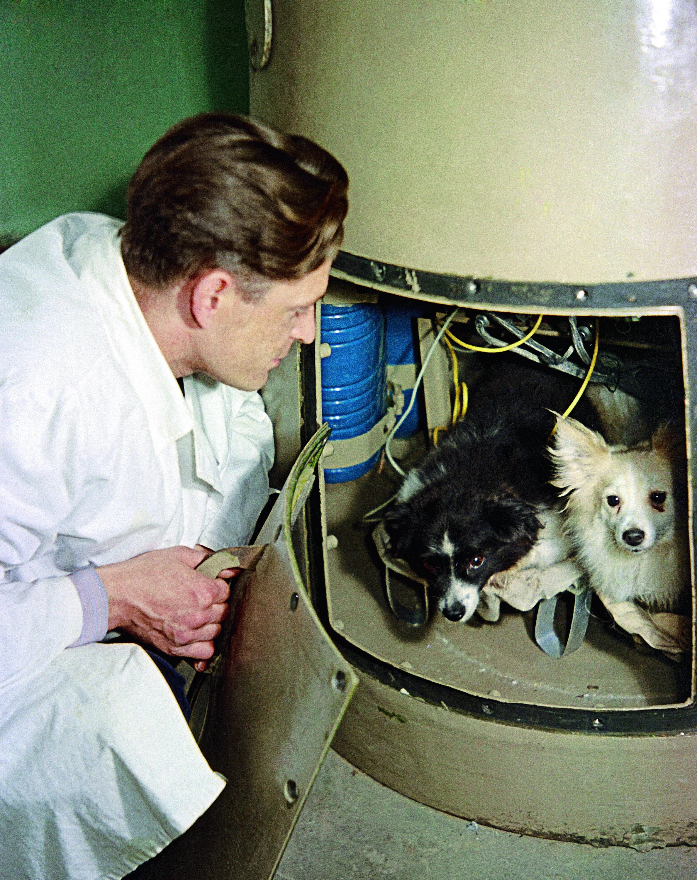 Кто первый полетел в космос животные. Белка и стрелка полёт в космос 1958. Полет в космос собак белки и стрелки. Белка и стрелка Королев. Белка и стрелка собаки космонавты в космосе.