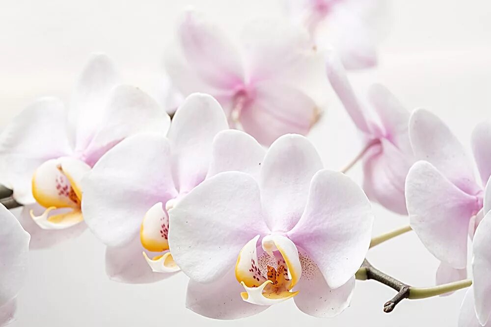 Orchid Flowers macro free image download