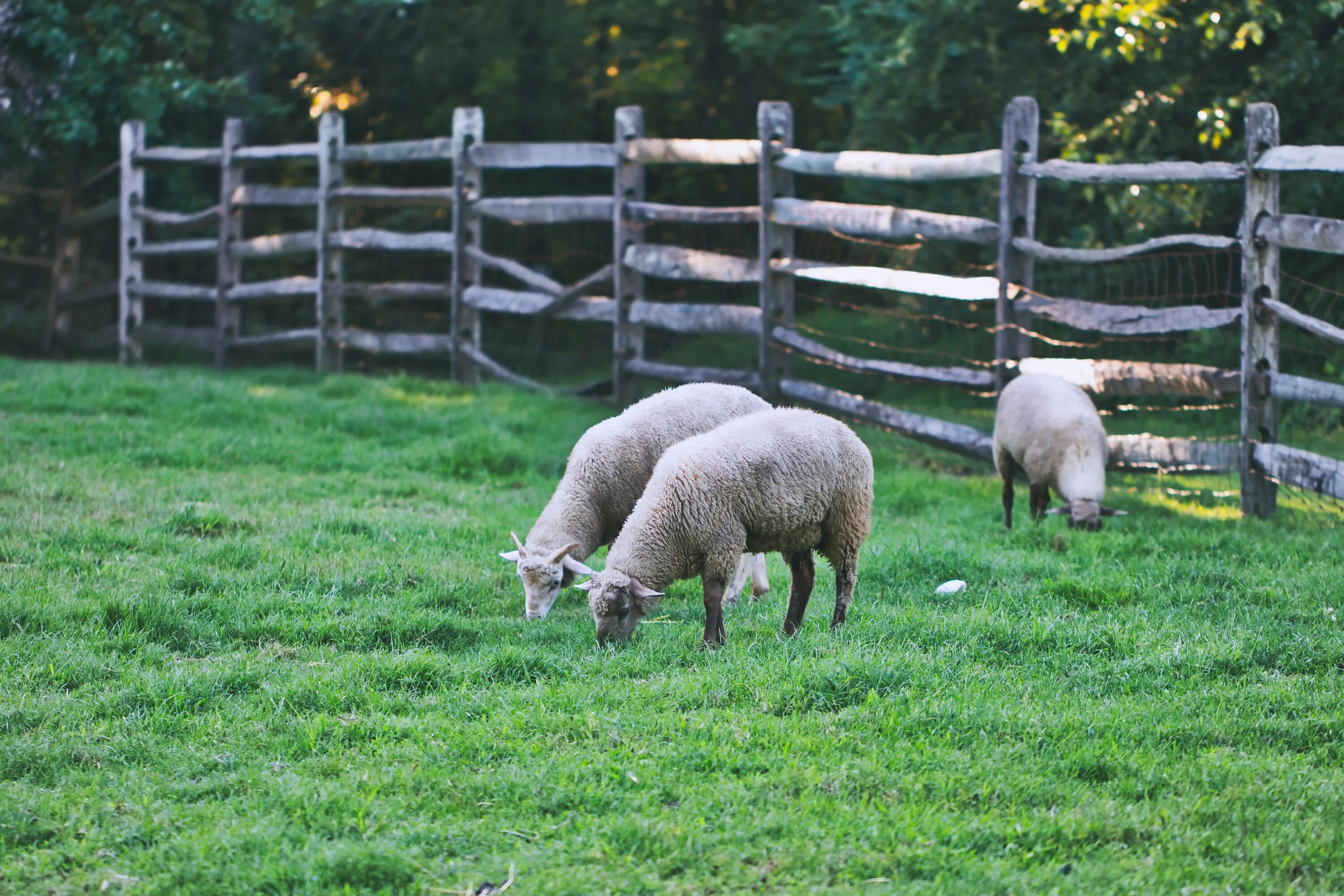 Что такое загон. Загон для овец. Овчарня для овец. Ферма овец. Бараны в загоне.