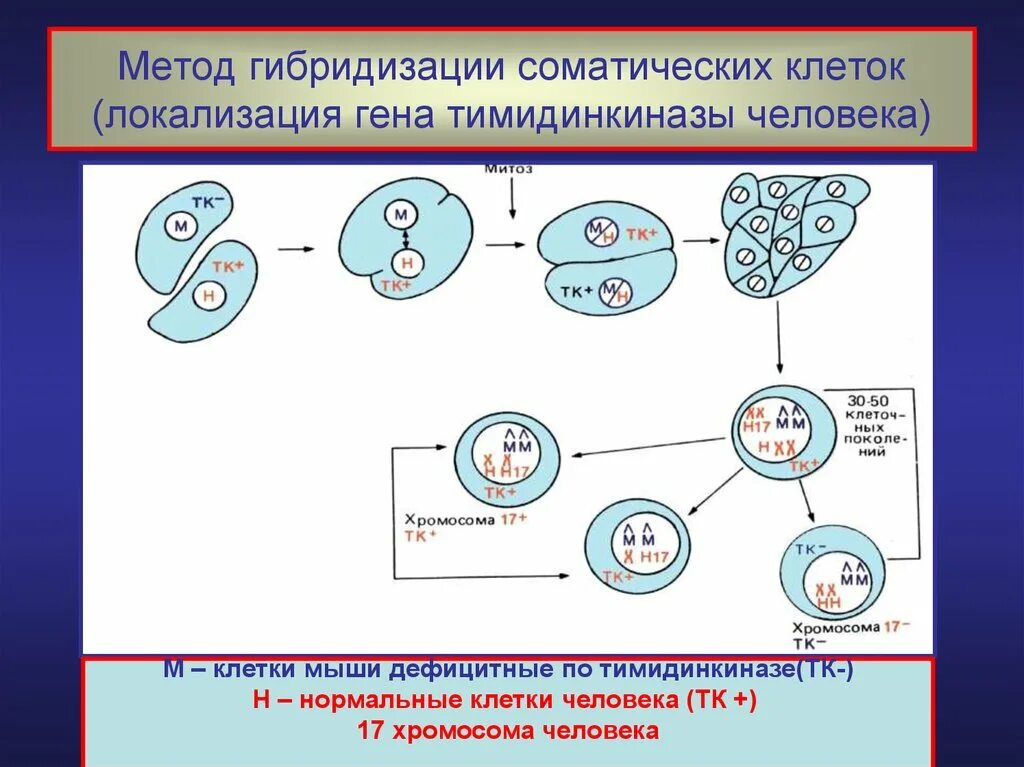 Клеточные гибриды. Метод гибридных соматических клеток. Метод гибридизации соматических клеток человека. Гибридизация соматических клеток метод генетики человека. Методика метода гибридизации соматических клеток.