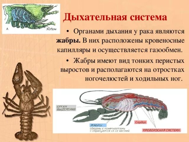 Дыхание ракообразных. Дыхательная система ракообразных. класс ракообразные дыхательная система система. органы дыхания – жабры у раков?. ракообразные двхатльная сис.
