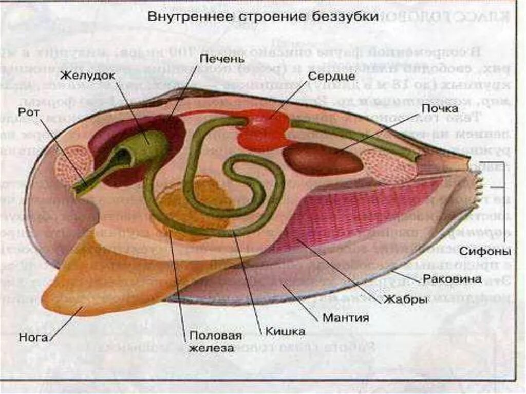 Органы строения моллюска. Внутреннее строение беззубки биология 7 класс. Внешнее строение беззубки 7 класс биология. Беззубка моллюск строение. Строение беззубки 7 класс.