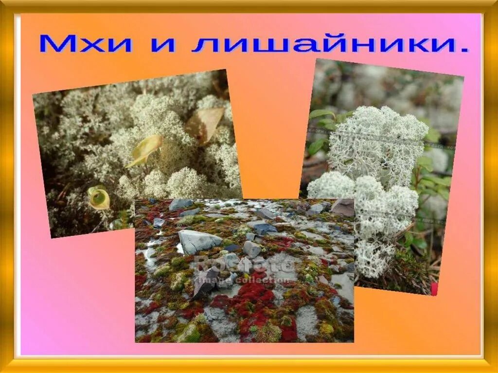 Конспект урока арктические пустыни 4 класс. Зона арктических пустынь 4 класс окружающий мир. проект зоны арктических пустынь 4 класс. арктическая пустыня 4 класс. царство мхов и лишайников.