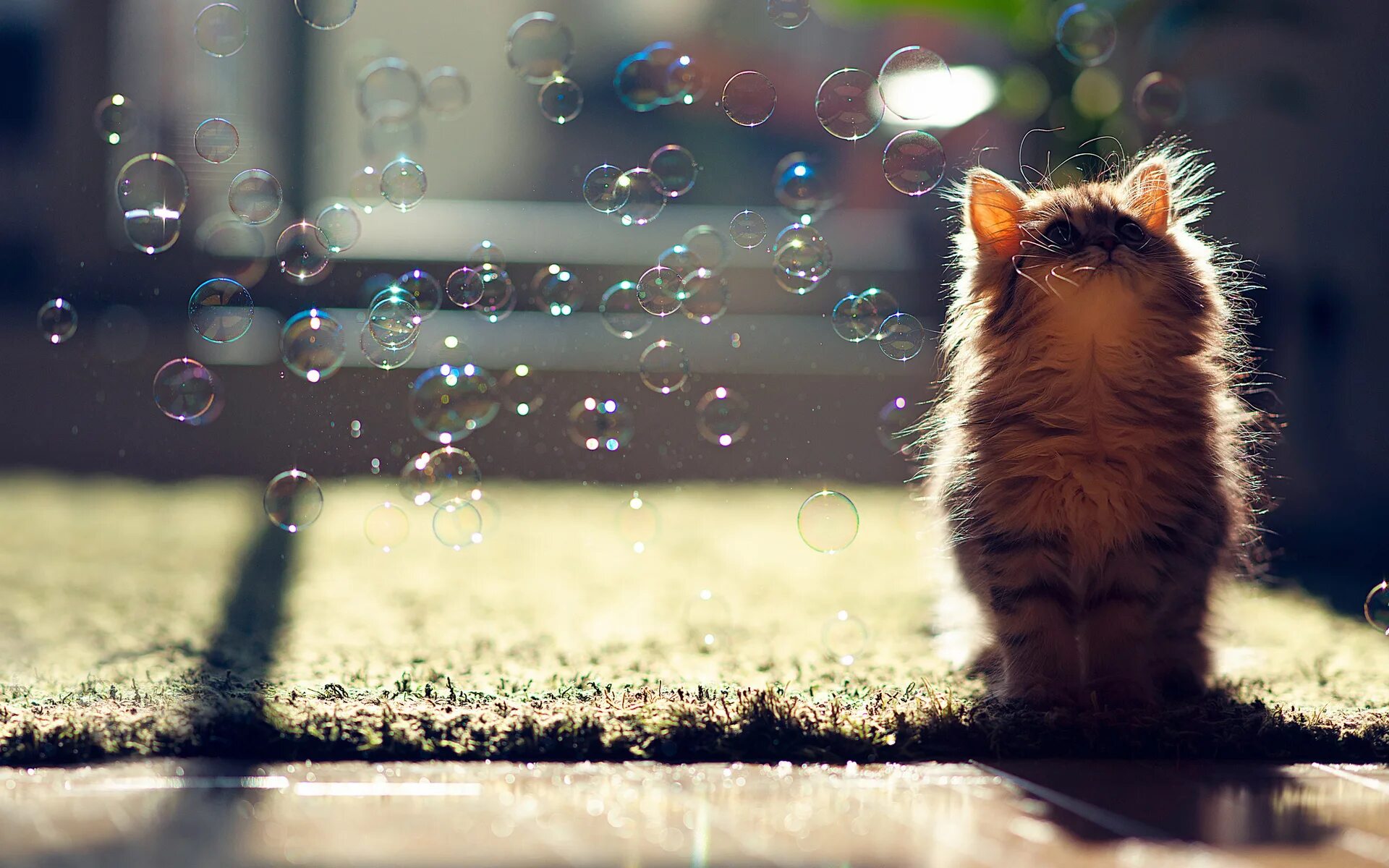 Котенок и мыльные пузыри. Милые котята. Мыльные пузыри для кошек. Позитивный фон на рабочий стол. Рабочий стол настроение