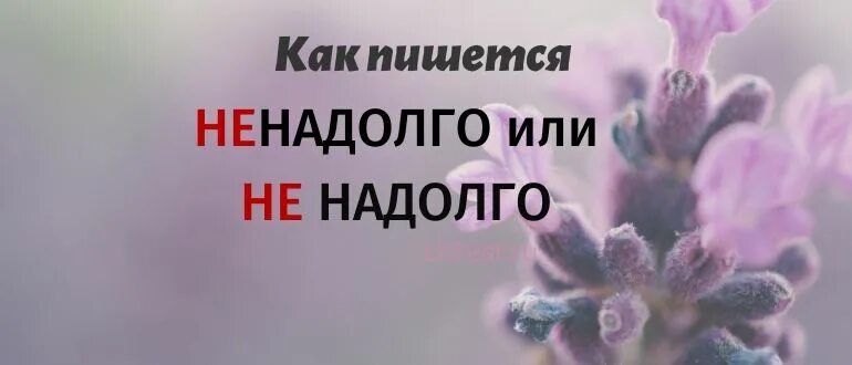 Помогает ненадолго. Как пишется слово ненадолго. не надолго как пишется. как пишется не надодго. не на доолго как пишется.