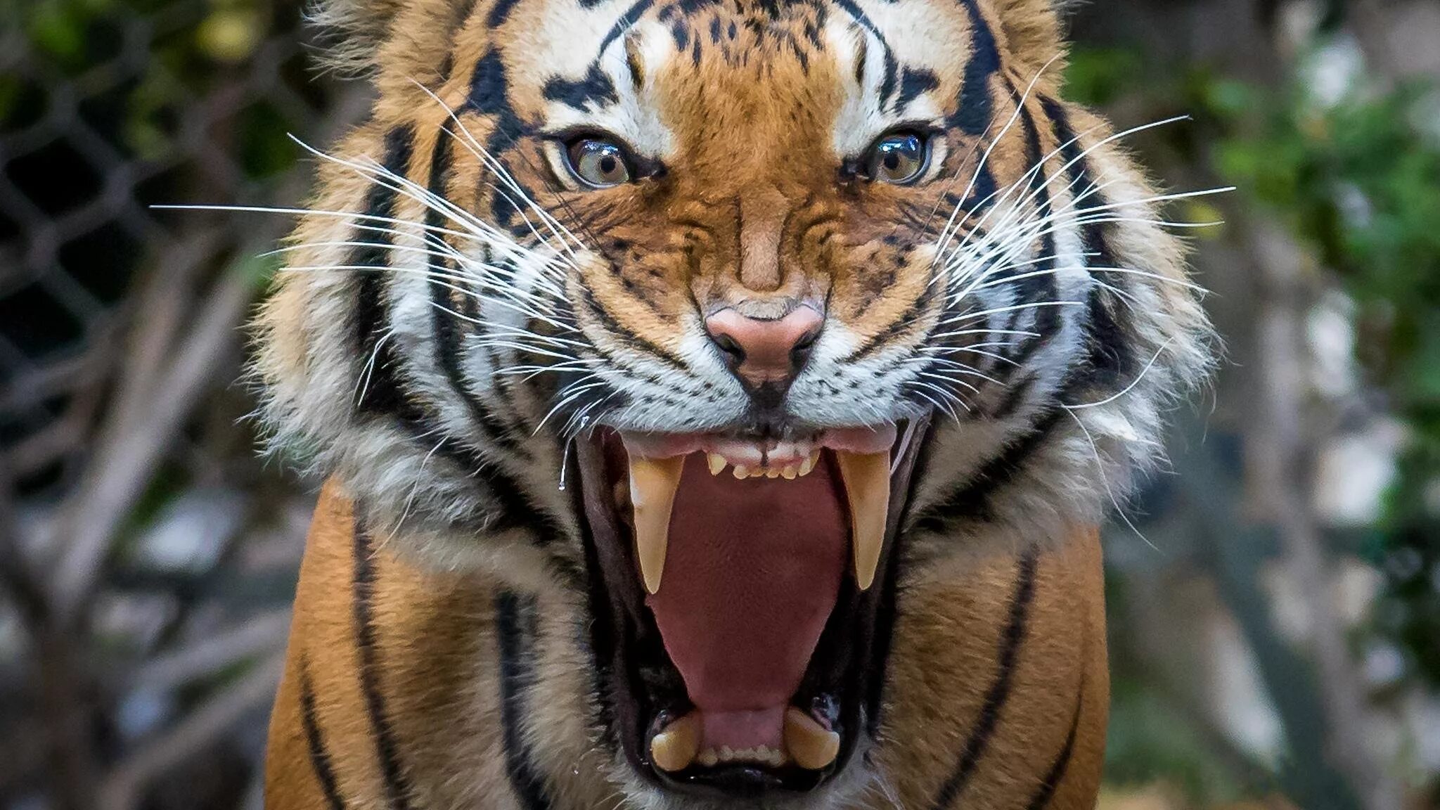 Оскал Уссурийского тигра. Хищник тигр оскал. Уссурийский тигр рычит. Оскал бенгальского тигра.
