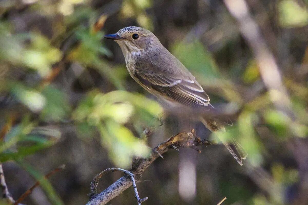 Как обитает серая птица. Серая мухоловка (Muscicapa striata). Мухоловка серая – Muscicapa striata (Pallas, 1764). Мухоловка птица птенец. Пепельная мухоловка.