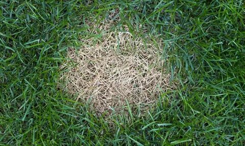 T grass