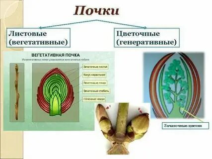 Генеративная почка 6 класс