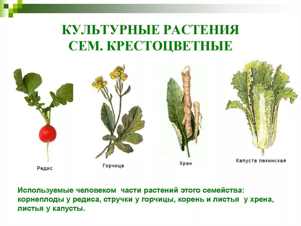 Семейство крестоцветные представители. Дикорастущие крестоцветные капустные. Однолетние крестоцветные. Капуста семейство крестоцветные. Что такое крестоцветные