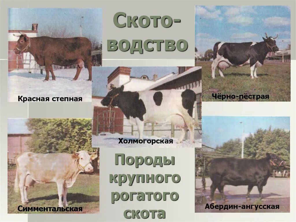Герефордская порода коров. Породы крупного рогатого скота молочного направления продуктивности. Породы скотоводства. Бык калмыцкой породы вес. Породы скотоводства.