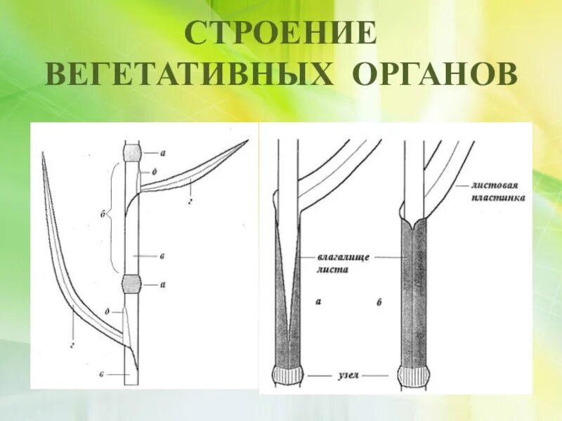 Органы злаковых. Строение вегетативных органов злаковых растений. Какого строение вегетативных органов злаковых растений. Сторонние вегетативных органов. Строение листа злаковых растений.