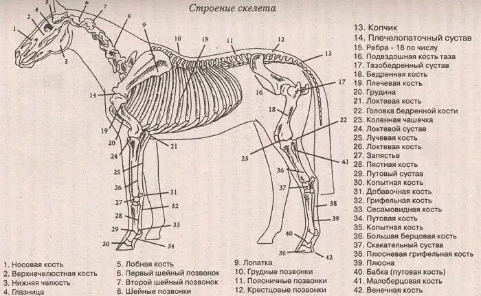 Анатомия лошади Ветеринария на русском и описание. Строение скелета собак грудная клетка. Скелет лошади строение. Осевой скелет лошади анатомия.