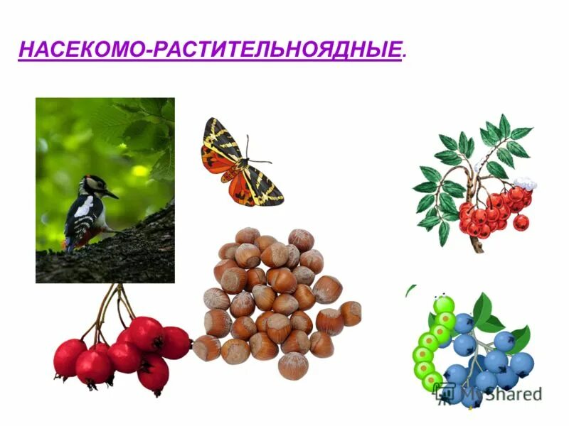 Растительноядные насекомые. Растительноядные насекомые названия. Растительноядные птицы распространяют семена растений в природе. Насекомые-растительноядные птицы