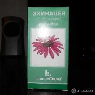 Как заваривать эхинацею