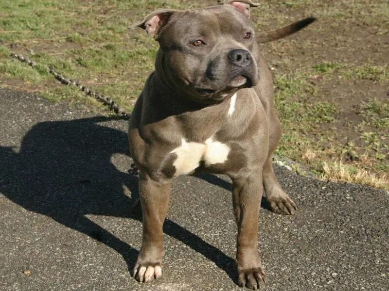 Куча питбулей. Американский питбуль терьера. Пит терьер питбультерьер. Кубинский питбультерьер. Питбуль киров.