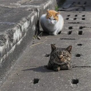 Кот бомж