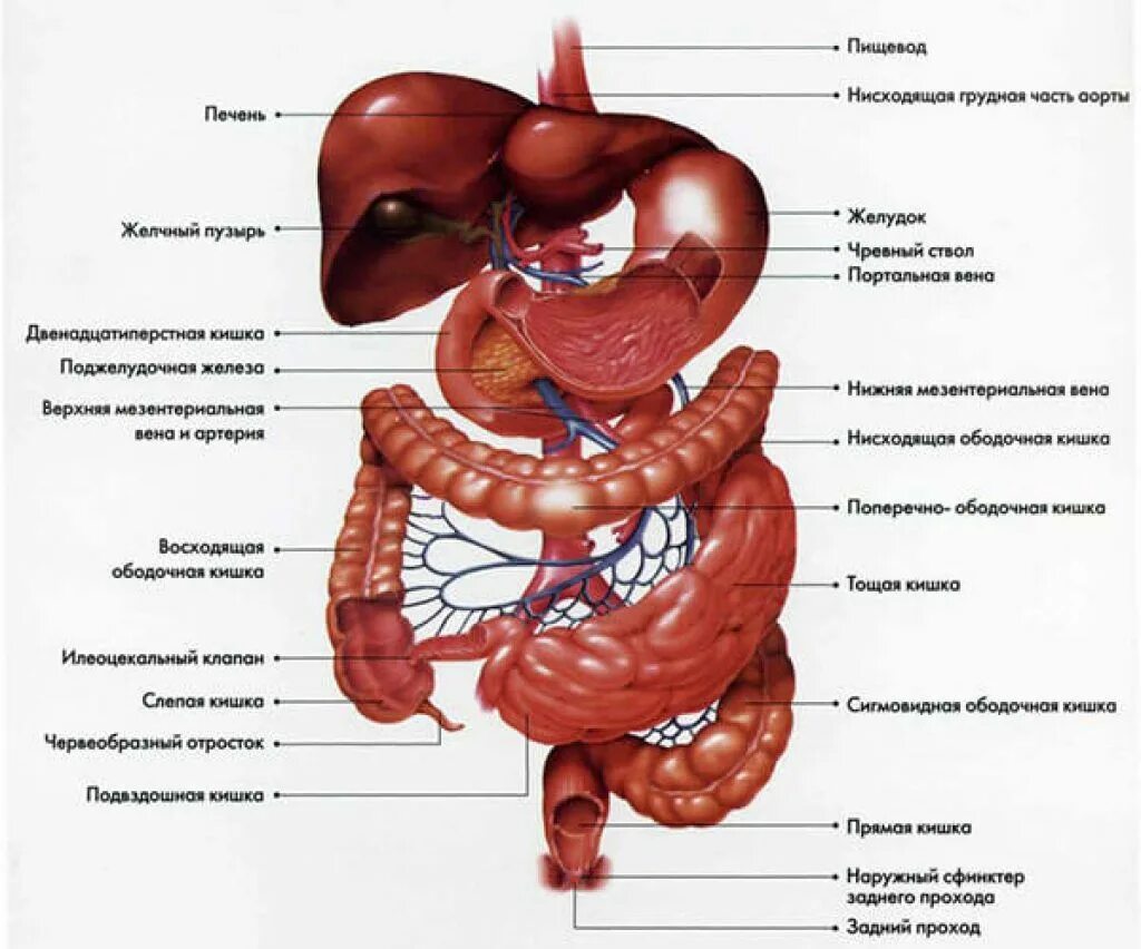 В состав какой системы входит пищевод. Анатомическое строение желудочно-кишечного тракта. Строение ЖКТ человека схема. Строение желудочно-кишечного тракта человека схема. Строение желудка и кишечника.