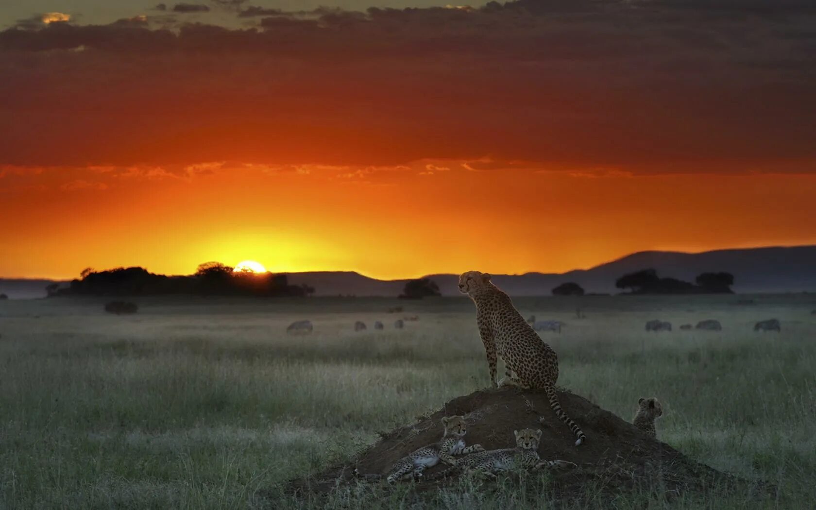 Каждое утро в африке. Гепард в саванне. Африка Саванна гепард. Саванна Африка закат. Саванна пейзаж.