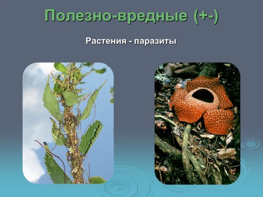 Примеры полезно вредных. Растения паразиты. растения паразиты примеры. организмы паразиты растения. растение паразит на человеке.