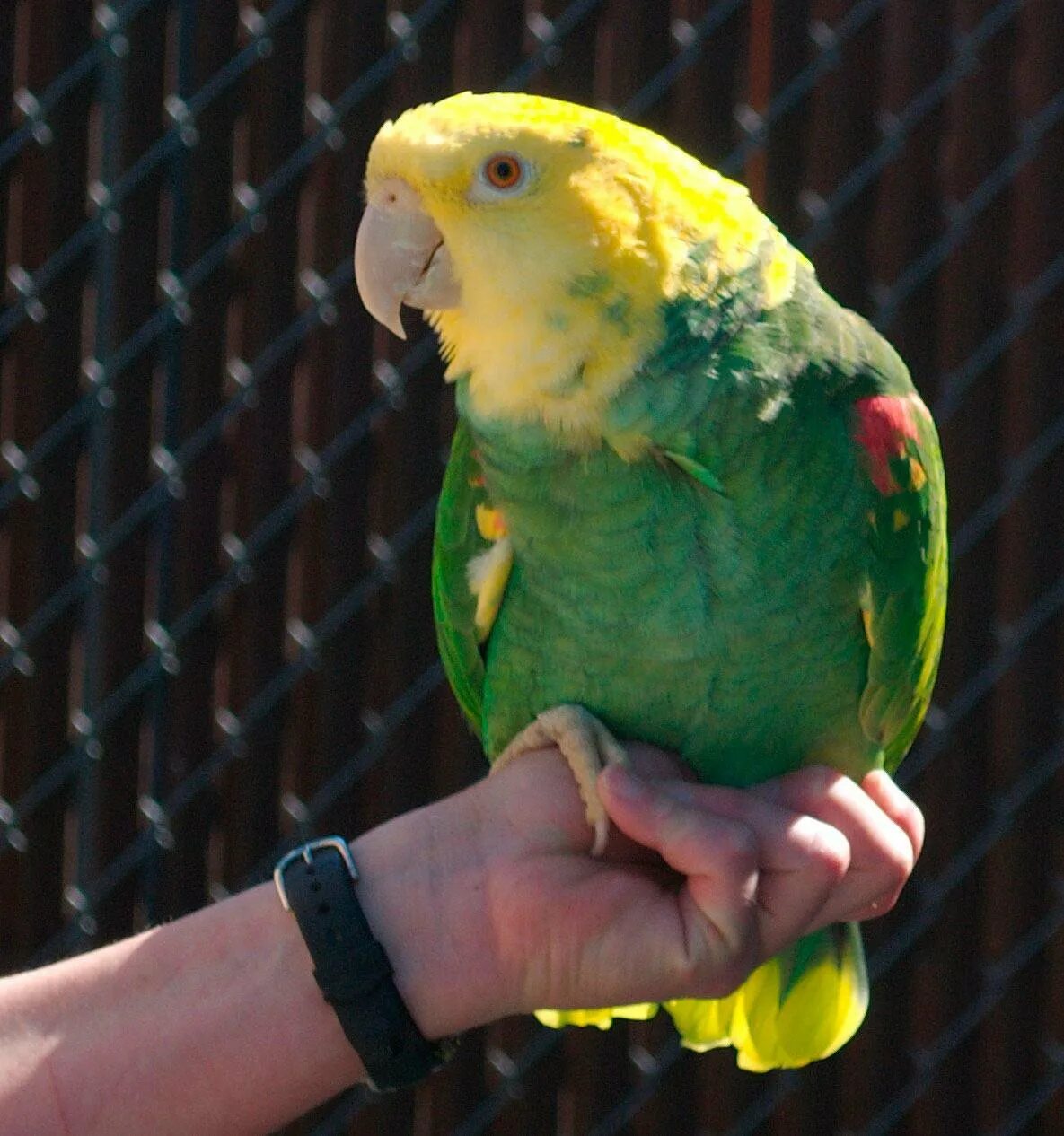 Попугай зеленый амазон. Желтоголовый амазонский попугай. Амазон калифорнийский попугай. Амазон попугай. Амазон попугай.