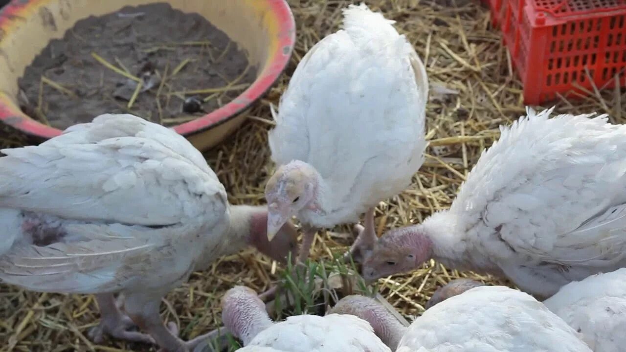 Индюшата пищат. Индюки в теплице. индюшата. индюшата 10 дней. индюшата в парнике.